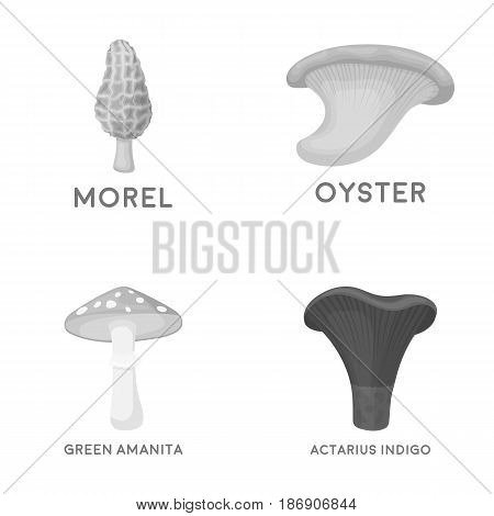 Morel, oyster, green amanita, actariu , indigo. set collection icons in monochrome style vector symbol stock illustration .