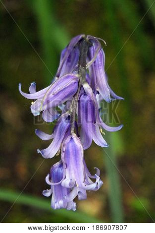 english woodland bluebells in close up in spring