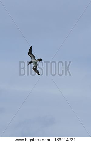 Caribbean bird flies over beach on Jost Van Dyke, BVI
