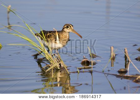 Image of birds are looking for food (Greater Painted-snipe; Rostratula benghalensis) (male). Wild Animals.