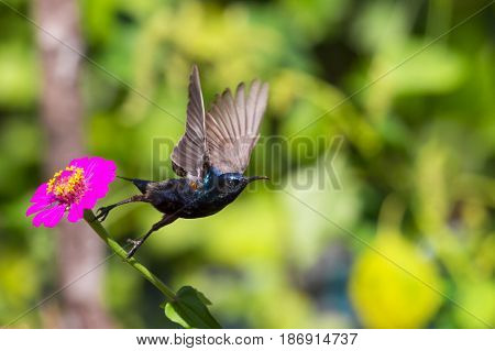 Image of a bird (purple sunbird). Wild Animals.