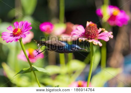 Image of a bird (purple sunbird). Wild Animals.