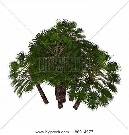 Chamaerops humilis Mediterranean Fan Palm 3d illustration - A native Mediterranean palm tree often found as a thick shrub and occasionally grows up to 7 meters.