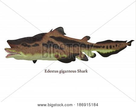 Edestus Shark with Font 3d illustration - Edestus shark lived in seas of the Carboniferous Period in North America England and Russia.