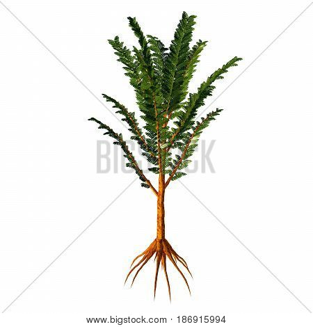 Pachypteris sp Tree 3d illustration - Pachypteris lived during the Mesozoic Era as a low growing plant with a woody trunk and was a prominent groundcover.