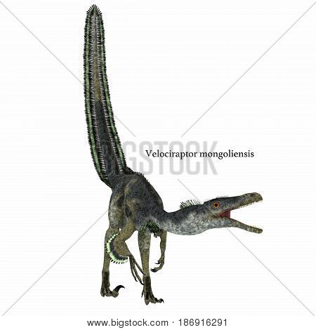 Velociraptor Dinosaur on White with Font 3d illustration - Velociraptor was a carnivorous theropod dinosaur that lived in Mongolia China in the Cretaceous Period.