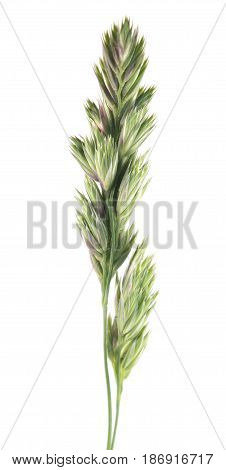 Flower head of cat grass (Dactylis glomerata) isolated on white background
