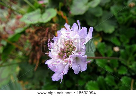 Scabiosa Pincushion Flowers growing in South Australian garden lilac purple