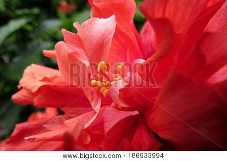Hibiscus Mallow Malvaceae subtropical and showy flower in bloom close-up stamen red ruffle