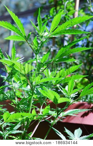 Young cannabis plant growing in the sun