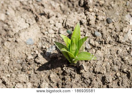 Green Sprout Lily