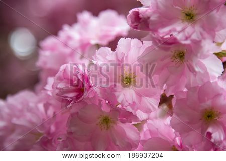 Sakura spring flowers. Spring blossom background. Beautiful nature scene with blooming sakura tree. Japanese garden.