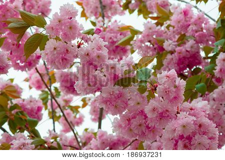 Sakura spring flowers. Spring blossom background. Beautiful nature scene with blooming sakura tree. Japanese garden.