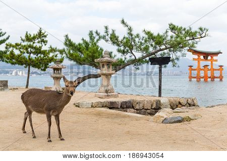 Itsukushima Shrine and deer