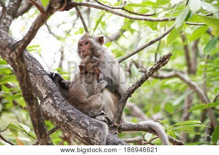 Small wild monkey with mother sitting on tree twig