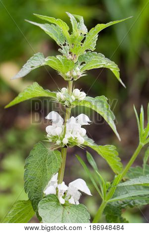 White Nettle Lamium album L. blossoming as a background. Medical herb series.