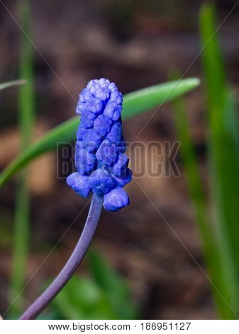 Grape hyacinth Muscari armeniacum spring flower with bokeh background close-up selective focus shallow DOF.