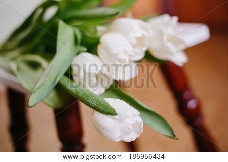 Tulips on color background. Tenderness and blurriness