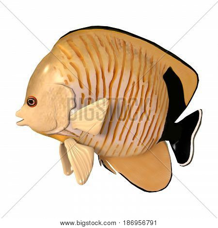 3D Rendering Blacktail Angelfish On White