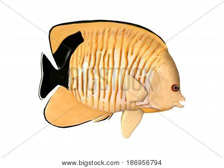 3D Rendering Blacktail Angelfish On White
