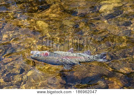 Rainbow Trout - Close up of a freshly caught fish in the river Otava Czech Republic