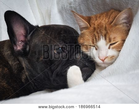 Cute dog and cat lie together snugly