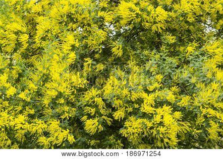 Yellow flowers of acacia dealbata silver blue wattle mimosa tree in full bloom.