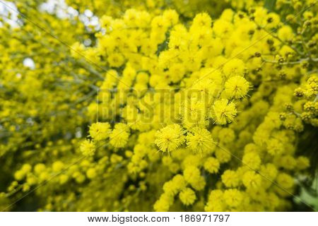 Yellow flowers of acacia dealbata silver blue wattle mimosa tree in full bloom.