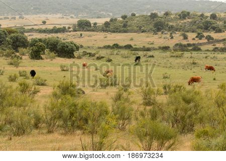Beef cows grazing in the pastures of Extremadura in Spain
