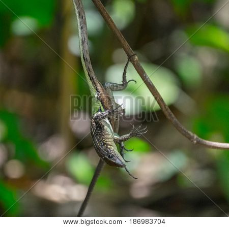 Vine Snake (Oxybelis aeneus) with its lizard prey. Image has high level of noise