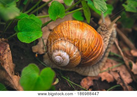 Snail Shell Horns Nature Sunny day Macro
