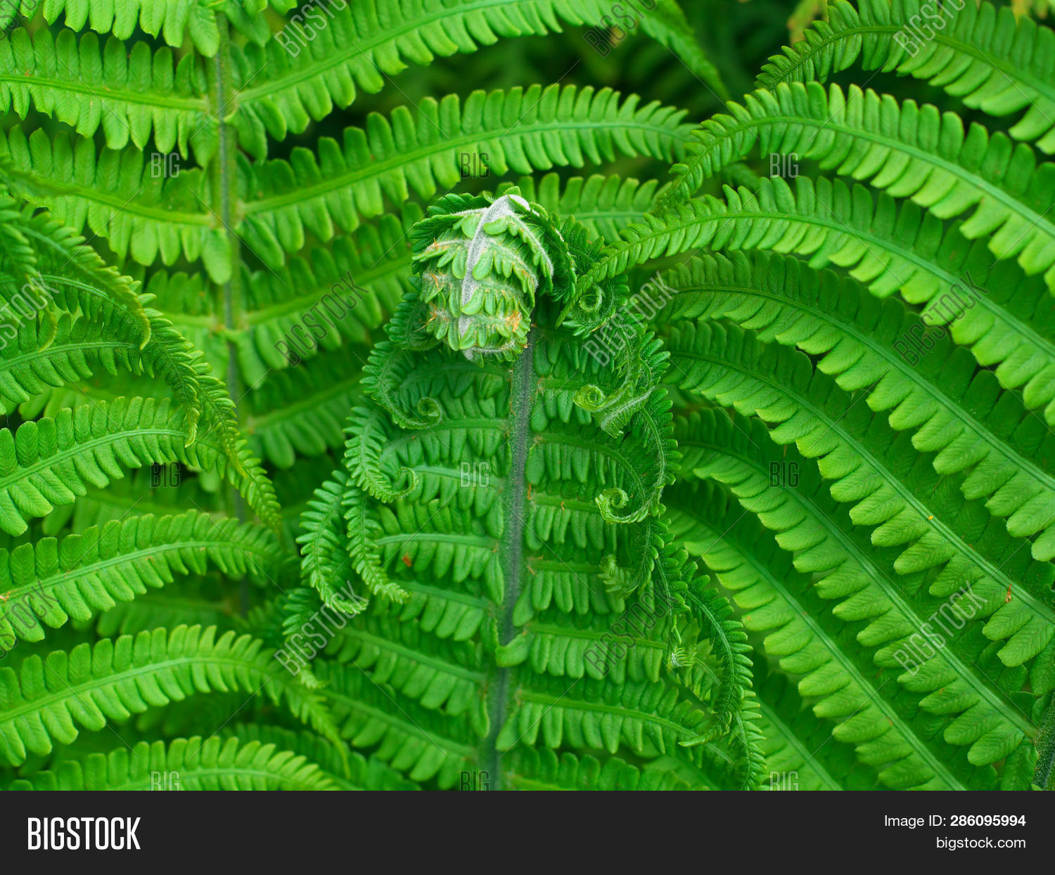 Close Eagle Fern Image & Photo (Free Trial) Bigstock