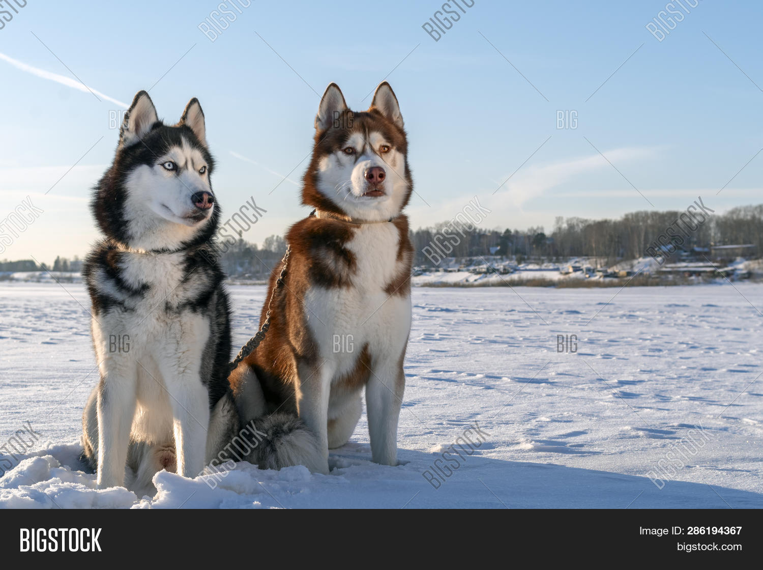 husky red coat