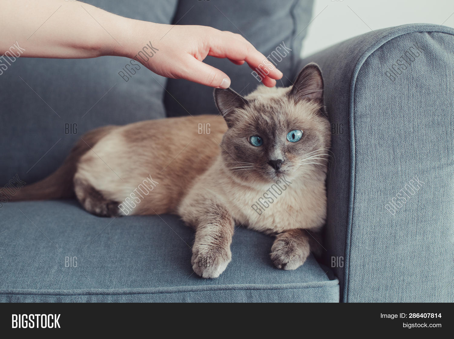 Beautiful Colorpoint Image Photo Free Trial Bigstock