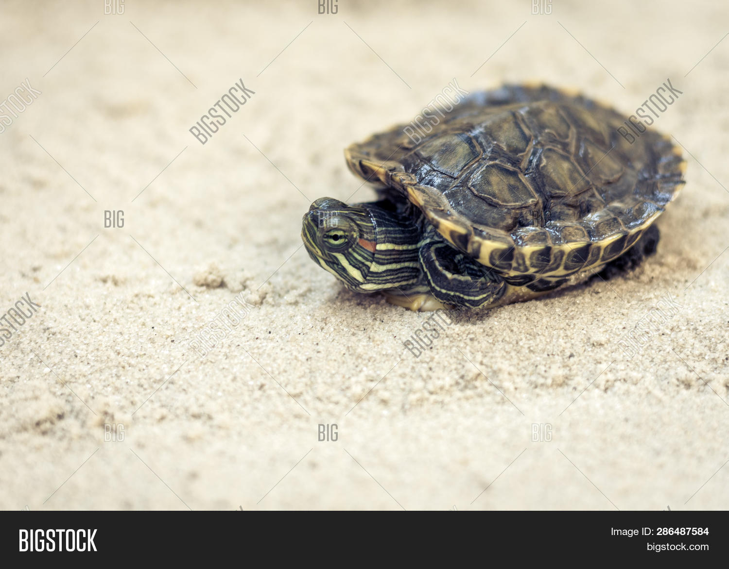 Common Slider, Known Image & Photo (Free Trial) Bigstock
