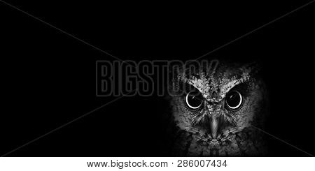 The Most Common Owl Species In The World. High Resolution Photo Of An Owl.