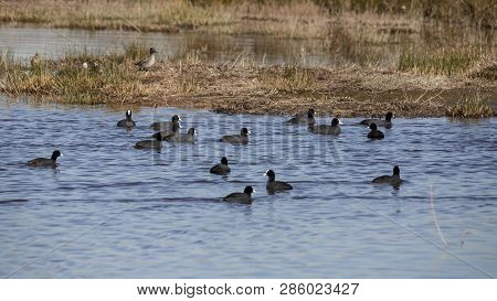 Group Of Common Coot In Llobregat Delta, Catalonia, Spain