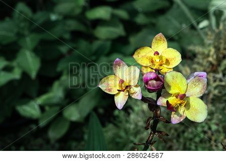 Spathoglottis Plicata Purple Orchids Or Ground Orchid With Green Nature Plant Background, Selective 