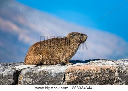 Rock Hyrax Or Procavia Capensis At Table Mountain National Park, South Africa.