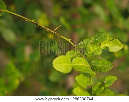 Close Up Bergamot , Leaf And Thorn From The Tree In My Countryside House..bergamot Leaf , One Of The