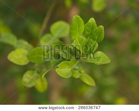 Close Up Bergamot , Leaf And Thorn From The Tree In My Countryside House..bergamot Leaf , One Of The
