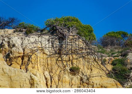 Bottom View Of Pine Tree Roots After Landside