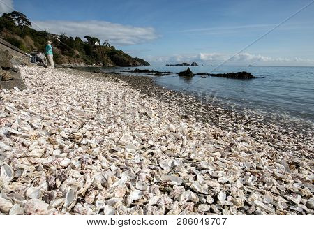 Cancale, France - September 15, 2018: Thousands Of Empty Shells Of Eaten Oysters Discarded On Sea Fl