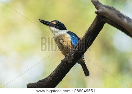 Sacred Kingfisher