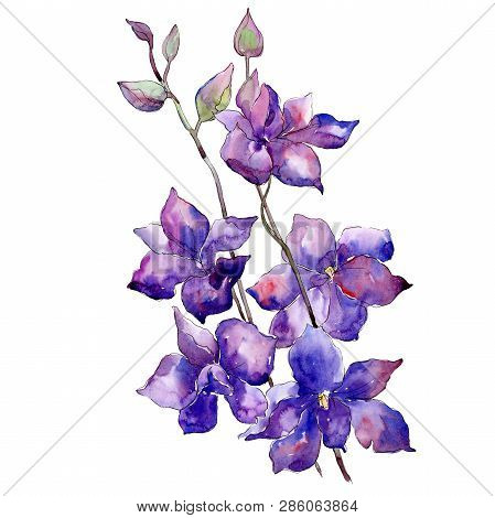 Purple Delphinium Bouquet Floral Botanical Flower. Watercolor Background Set. Isolated Delphinium Il