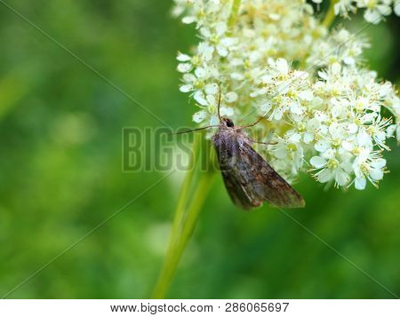 Closeup Shot Of A Gray Moth On Meadow-sweet Flower, Background