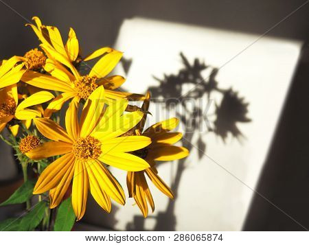 Bouquet Of Fresh Yellow  Sunroot Flowers With A Shadows
