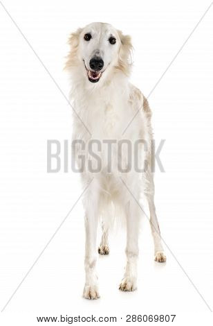 White Borzoi In Front Of White Background