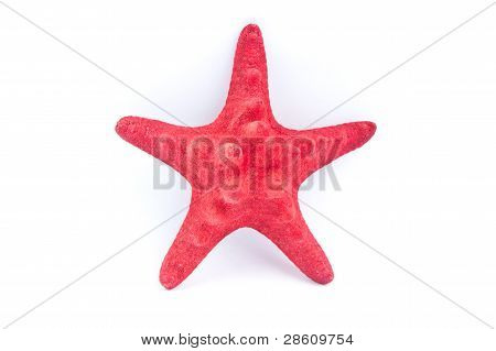 étoile de mer