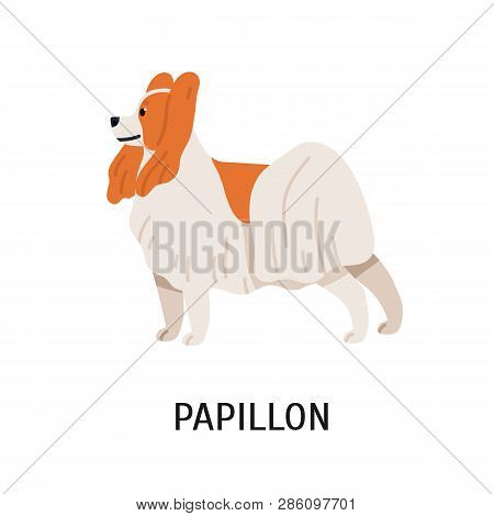 Papillon Or Continental Toy Spaniel. Lovely Small Lap Dog Isolated On White Background. Cute Adorabl